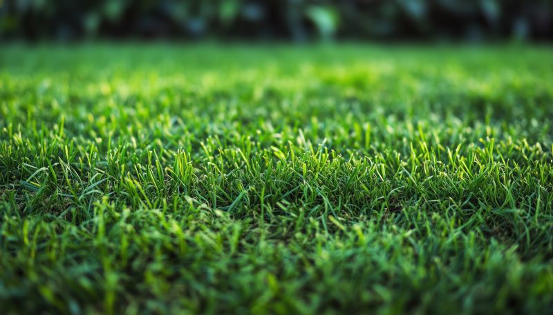 Ryegrass Sod Installation in Honolulu, HI